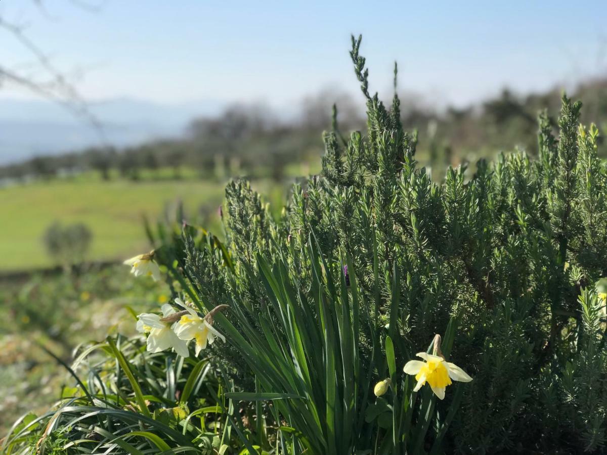 Agriturismo Casallario Вольтерра Екстер'єр фото